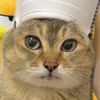stuartcattt