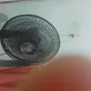 adrianabezerra585