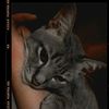 greycat2404