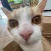 ntramy146