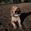 dog.betti._0beagle