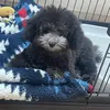 セシル