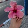 zahirash291