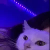annggixiuxiu