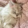 piink_sakura
