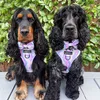 badgerandbearthespaniels