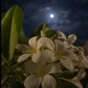 haerin_hiwa