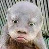 sidabusu0