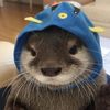 seasickotter