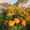 samer.akram