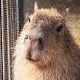 amazingcapybara1894