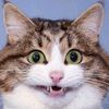 the.cat846
