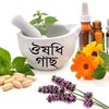 🎄ঔষধি গাছ🎄