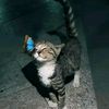 orang_ujung_pandang