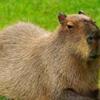 capybara_pablo_