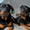 rottweiler.belgium