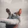 dikayykuyy