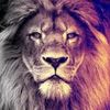 badger_team_bassen