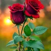 nazaahmad3353