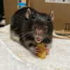 squeakbert