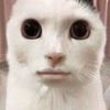 pookiedookie126