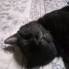 hasmilia.milia