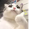 owen_cato