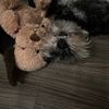 Mini Schnauzer 101