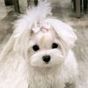 poopyirvy