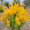 kimthuong0587