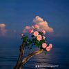 rahmaswilam2