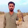 Amjad Zehri Falconer