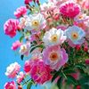 user6053027719161