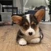 🧋Boba the Corgi 🧋