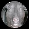 donkeyhorseman
