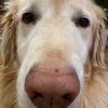 anonymusdoglover