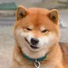doggydragon653