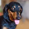 dachshunds_puppies