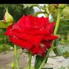 fariyan.farhana