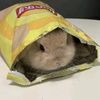 ibtedas_channel