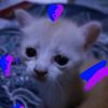 no_name_2609