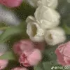 aljona.bolz