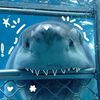 bluecean03