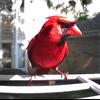 smartbirdfeeder_1