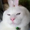 funyuun