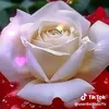 user7443419829686