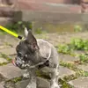 frenchbully_odin