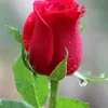 kifayatrehman515