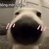 Chó ngại ngùng😳😳😳