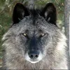 nrwwwolf